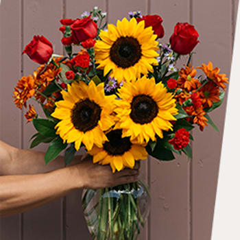 REVOLVING AROUND THE SUNFLOWERS