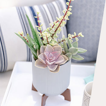 PICK POPULAR PLANTS