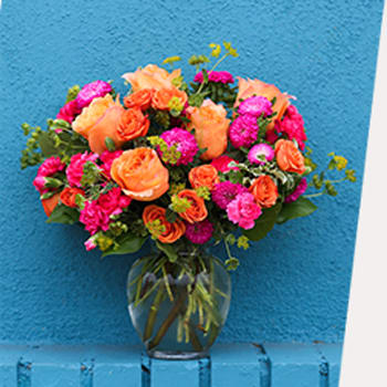 SHOP OUR FAVORITE SUCCULENTS