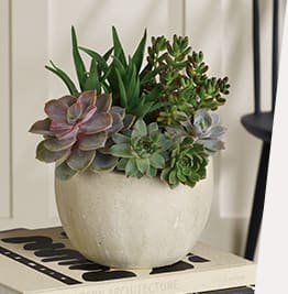 SHOP STUNNING<br>SUCCULENTS