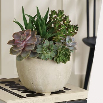 SEND SWOON-WORTHY<br>SUCCULENTS