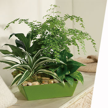 PERUSE OUR<br>POPULAR PLANTS