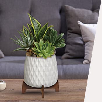 Teleflora's Modern Mood Succulent Garden