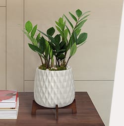 SHOP OUR<br>BEST SELLING PLANTS
