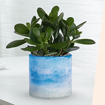 SHOP STUNNING<br>SUCCULENTS