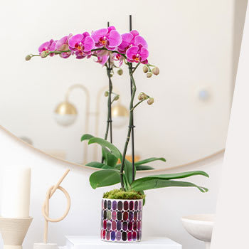 CELEBRATE NATIONAL<br>INDOOR PLANT WEEK