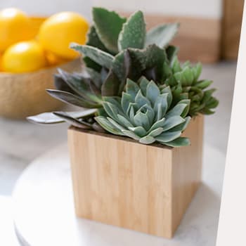 SHOP CHEERY<br>SUCCULENTS