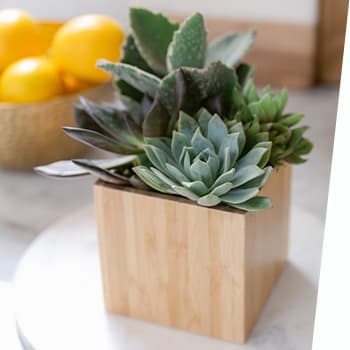 Shop <br>Stunning Succulents