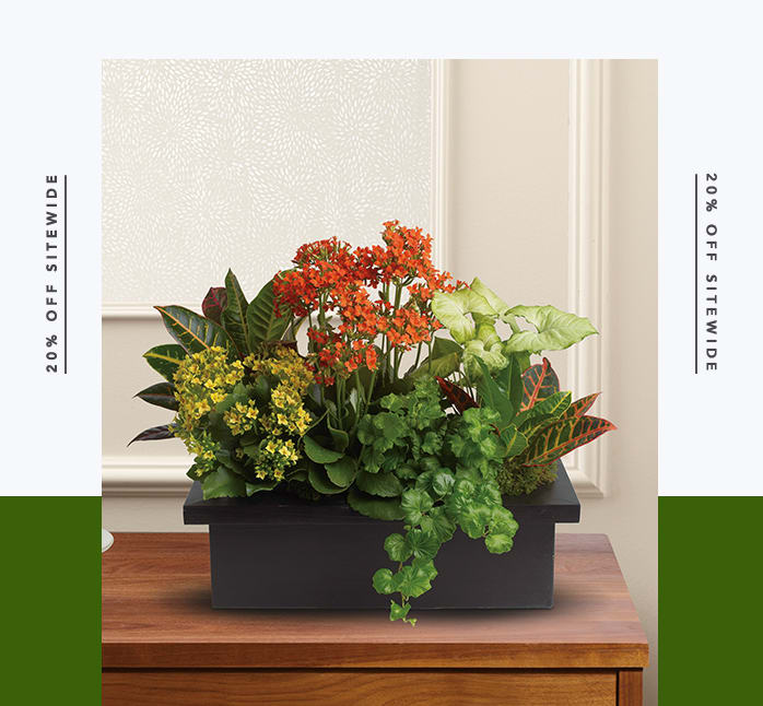 Stylish Plant Assortment