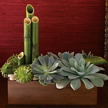 PICK POPULAR SUCCULENTS