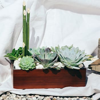 SHOP STUNNING SUCCULENTS