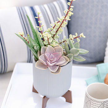 PICK POPULAR PLANTS
