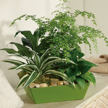 PERUSE OUR<br>POPULAR PLANTS