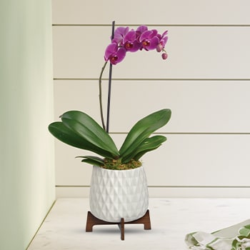 Teleflora's Architectural Orchid Plant