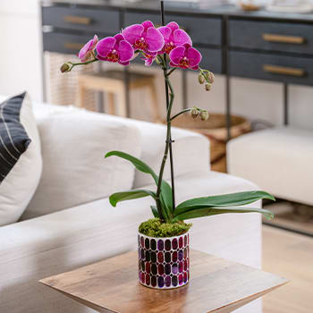 Teleflora's Jewel Shine Orchid