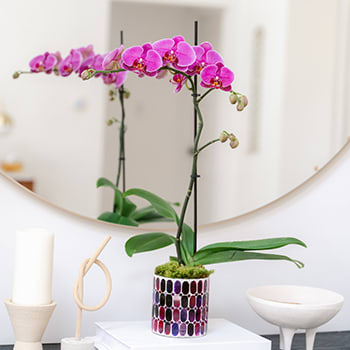 CELEBRATE NATIONAL<br>INDOOR PLANT WEEK