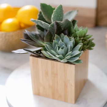 SHOP CHEERY<br>SUCCULENTS