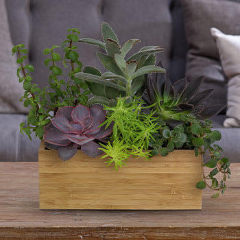 Teleflora's Grow Positive Garden