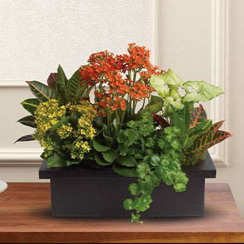 Stylish Plant Assortment