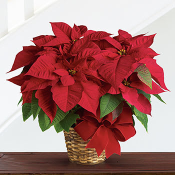 Red Poinsettia