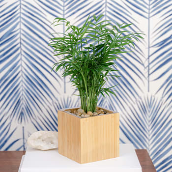 Teleflora's Peaceful Palm