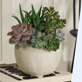 Shop Stunning Succulents