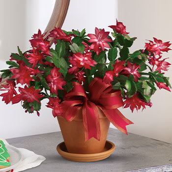 Merry Christmas Cactus