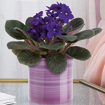 Teleflora's Splendid Violets