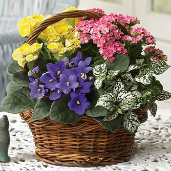 Spring Has Sprung Mixed Basket