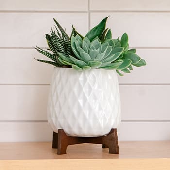 Teleflora's Modern Mood Succulent Garden