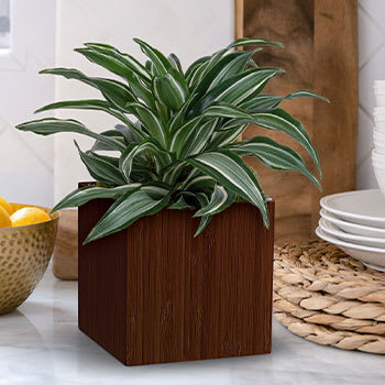 Teleflora's Soothing Dracaena