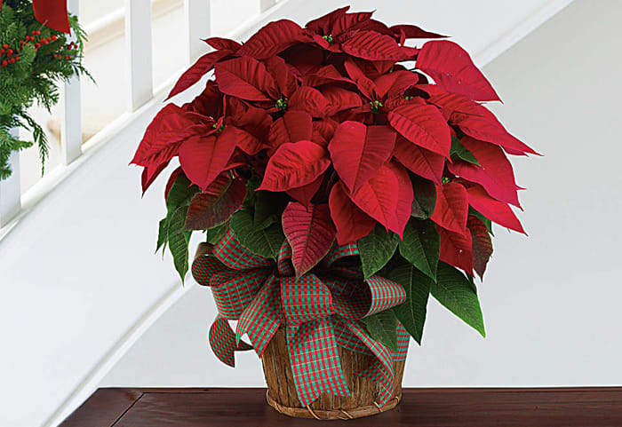 Large Red Poinsettia