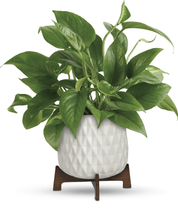 Teleflora's Lush Leaves Pothos Plant