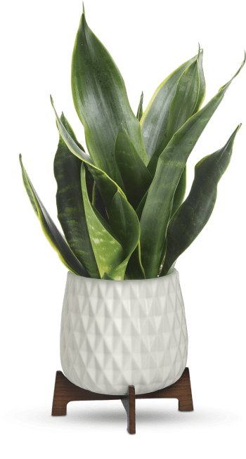 Teleflora's Growing Art Sansevieria Plant