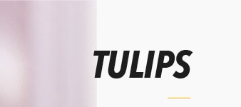 Teleflora's Tulip Treasure