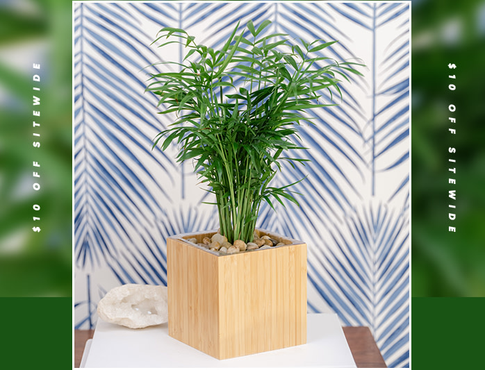 Teleflora's Peaceful Palm