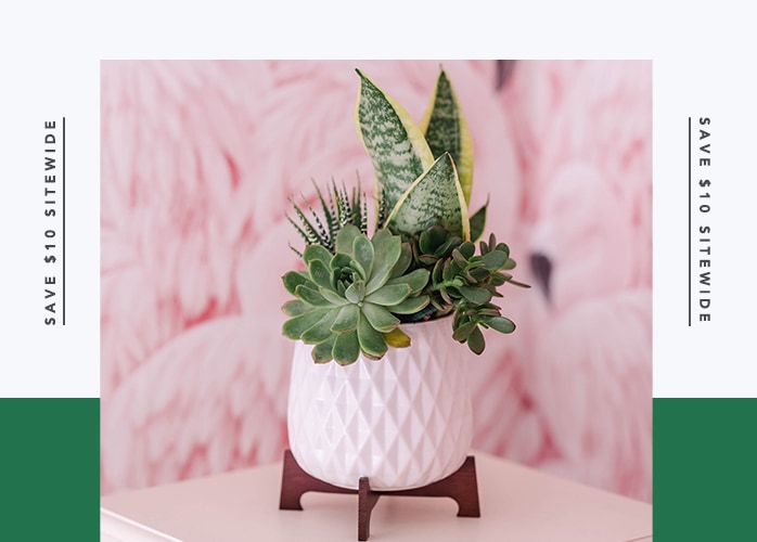 Teleflora's Modern Mood Succulent Garden