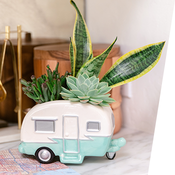 SHOP OUR<br>BEST SUCCULENTS