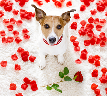 son las plantas de zinnia venenosas para perros y gatos