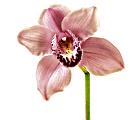 Orchid