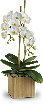 Orchidées opulentes de Teleflora