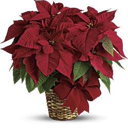 Poinsettia roja