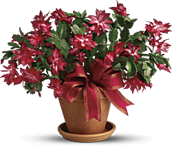 Merry Christmas Cactus