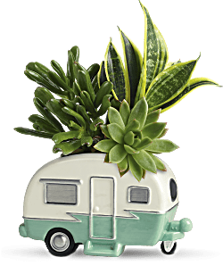 Teleflora's Cool Camper Succulent Garden