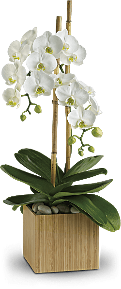 Orchidées opulentes de Teleflora
