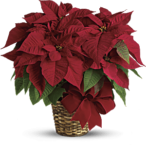 Poinsettias rouges