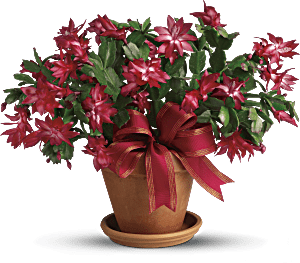 Merry Christmas Cactus