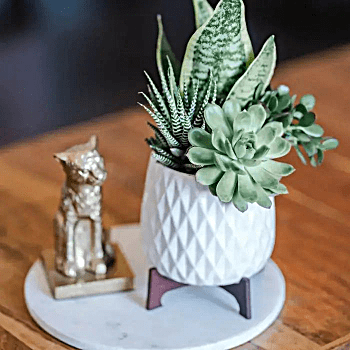 Send Modern Mood Succulent Garden Arrangement