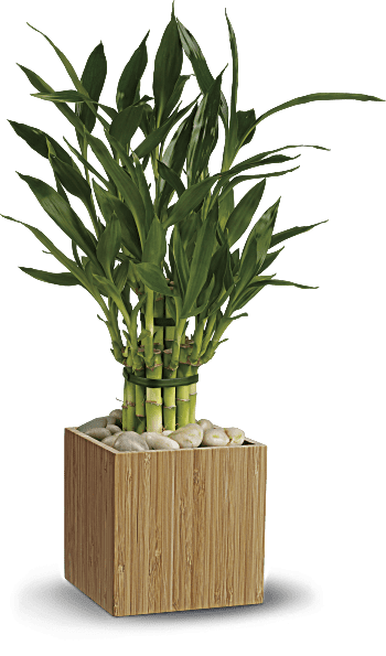 Planta de bambú de buena suerte