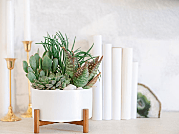 Succulent Plants Make Perfect Holiday Gift